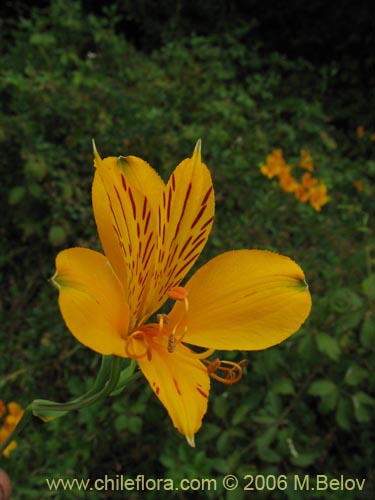 Bild von Alstroemeria aurea (Alstromeria dorada / Amancay / Liuto / Rayen-cachu). Klicken Sie, um den Ausschnitt zu vergrössern.